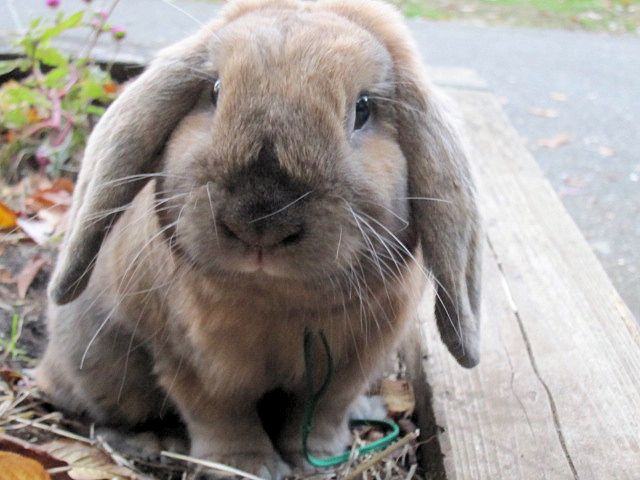 初心者にも飼いやすい うさぎtop３ トゥトゥサービス 東京の散歩代行 ペットシッター