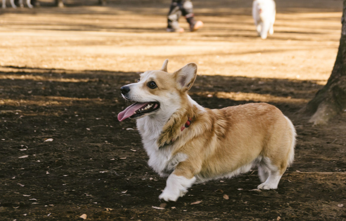愛犬のためのリンパマッサージで肥満予防 トゥトゥサービス 東京の散歩代行 ペットシッター