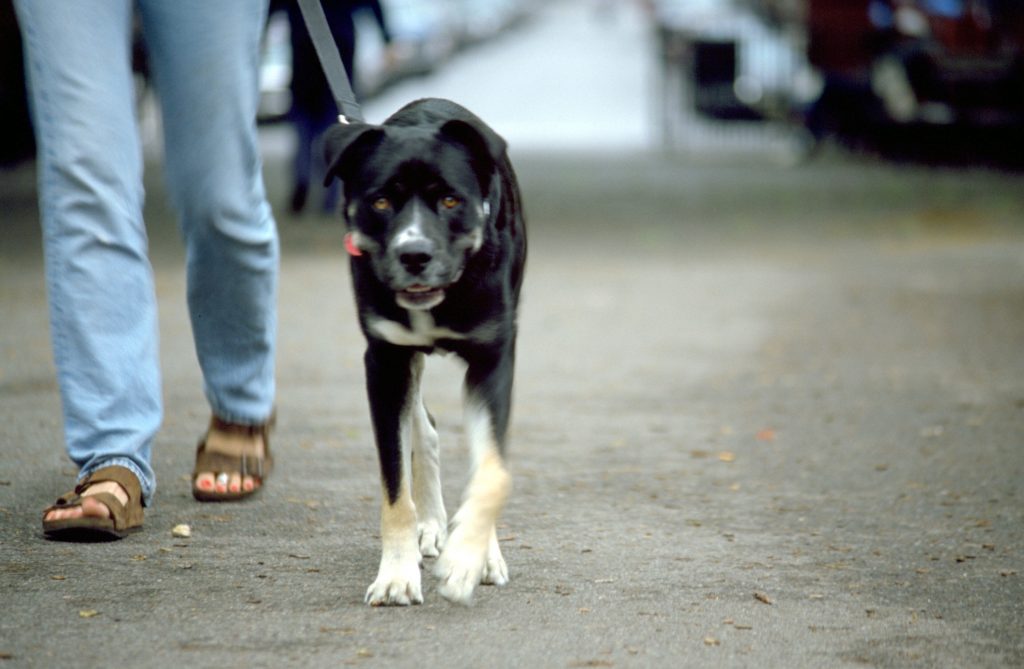 夏のお散歩の最適時間は 愛犬のためのお散歩講座 夏編 トゥトゥサービス 東京の散歩代行 ペットシッター