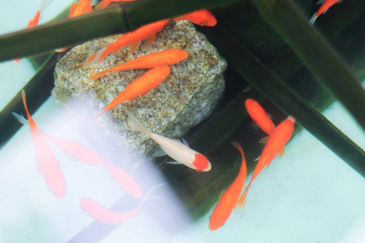 夏祭 金魚すくいの金魚を長生きさせる方法 トゥトゥサービス 東京の散歩代行 ペットシッター