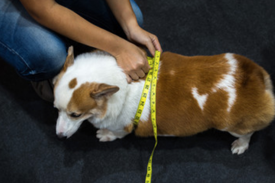 犬が肥満になる原因とダイエット法 みんなこれで痩せた トゥトゥサービス 東京の散歩代行 ペットシッター