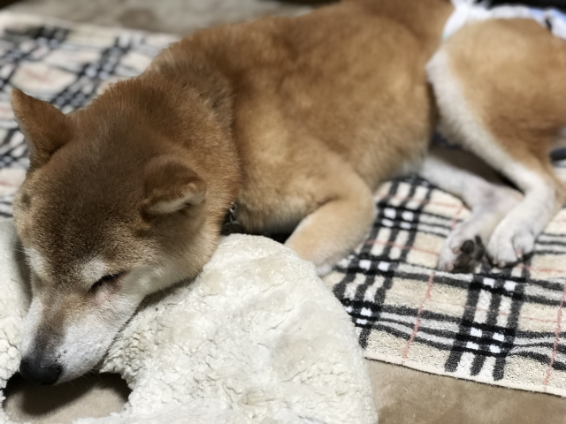 老犬・老猫のペットシッター  トゥトゥサービス  東京の散歩代行 