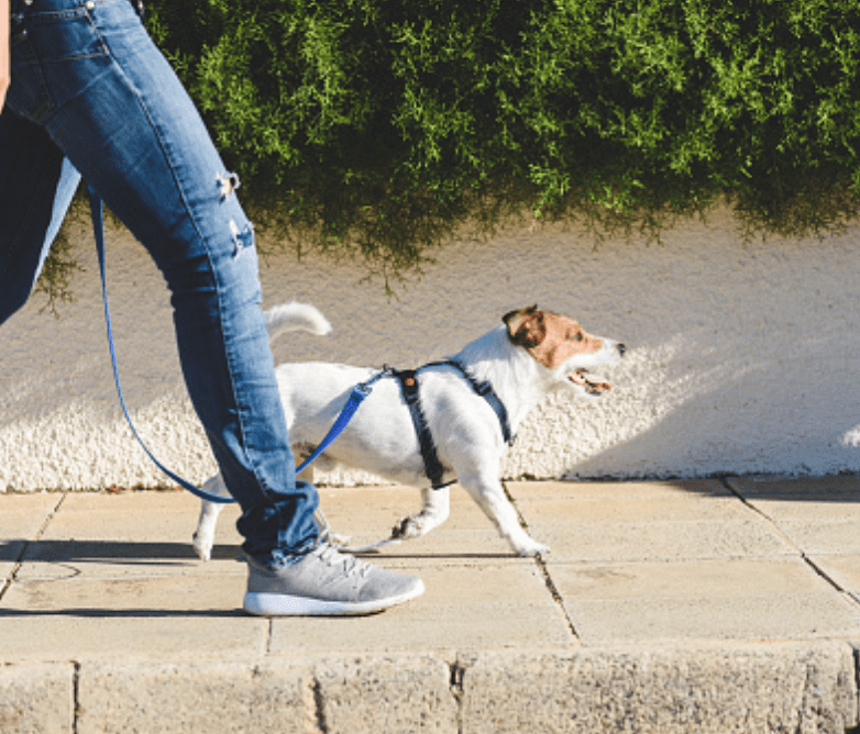犬にやさしい散歩時間 回数 時間帯 トイプー チワワ ビーグル小中大型犬まとめ トゥトゥサービス 東京の散歩代行 ペットシッター